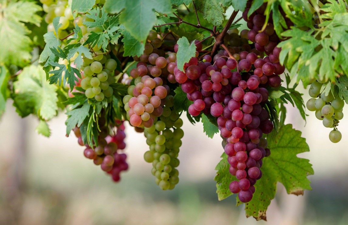 Виноград: посадка и уход