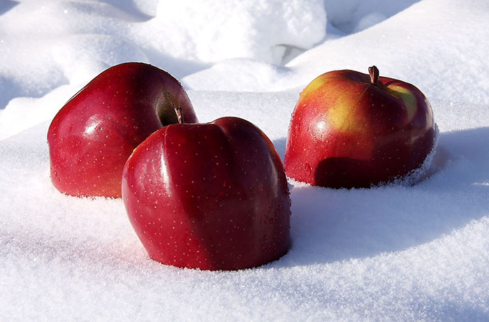 Можно ли замораживать яблоки в морозилке на зиму?