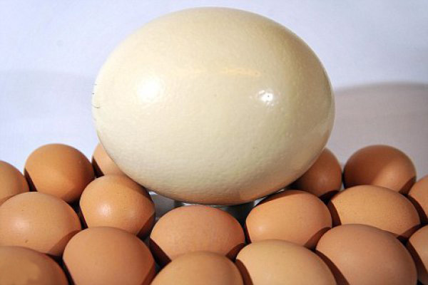 Нюансы приготовления вареного всмятку страусиного яйца