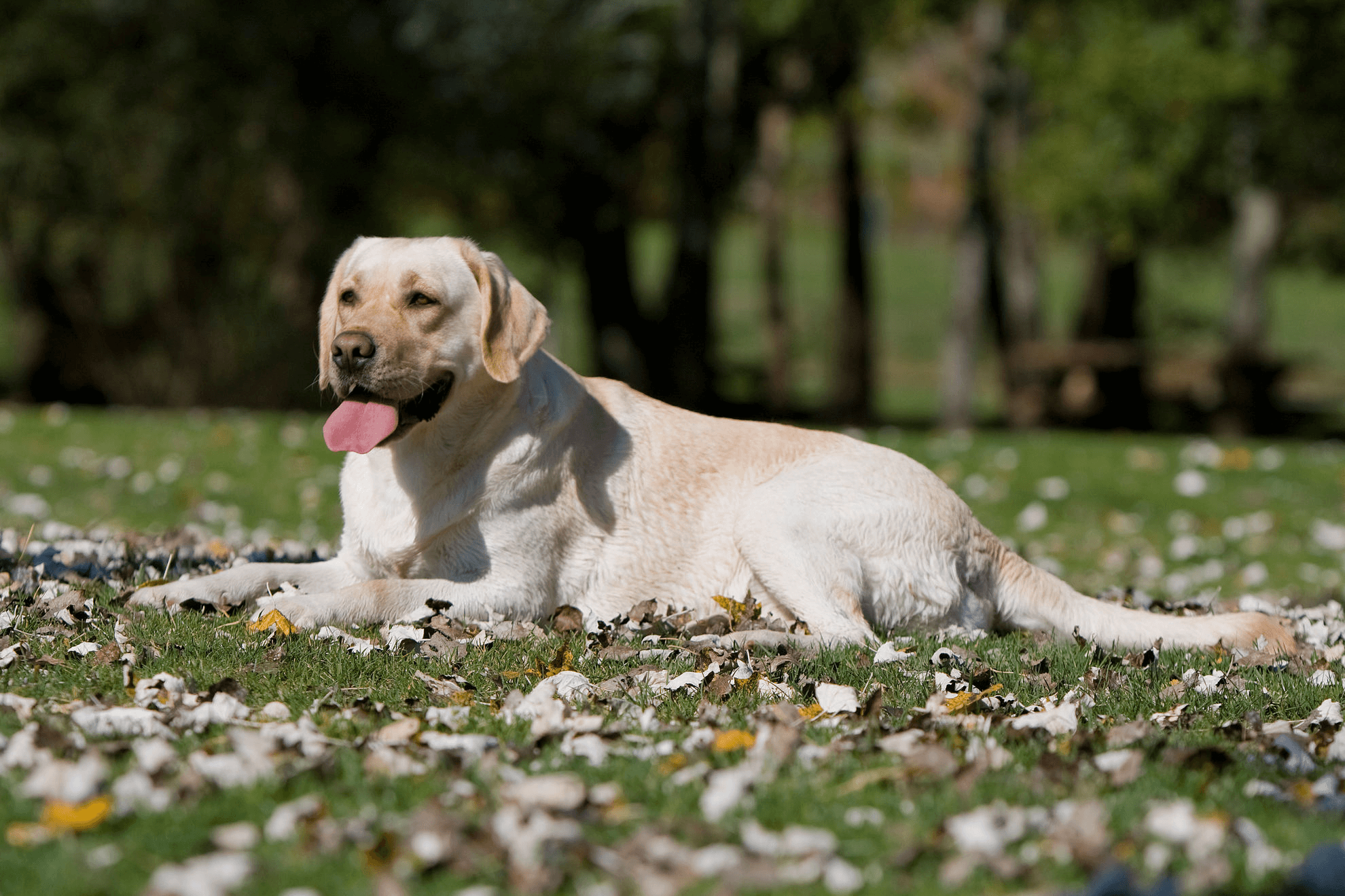 Користь суперфудів у раціоні собак: Огляд популярних кормів