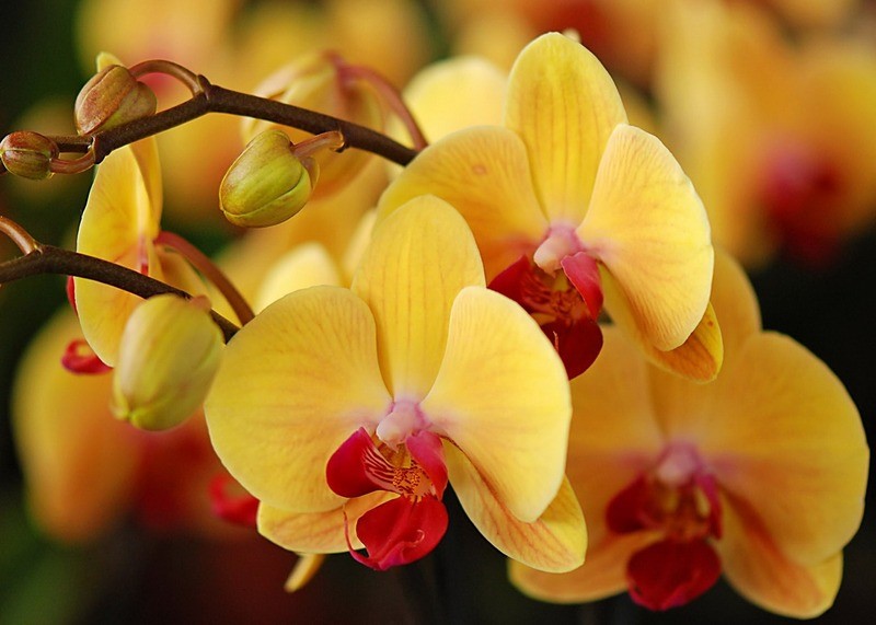 Орхидея: уход и размножение